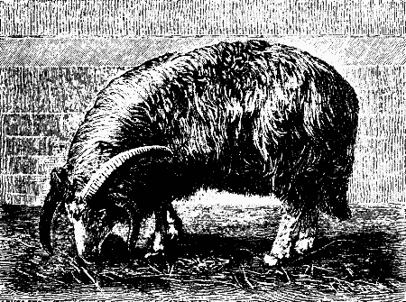 FAT TAILED SHEEP (FOUR HORNED RAM).