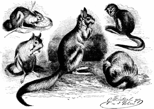 JERBOA IN THE ZOOLOGICAL GARDEN OF BERLIN. DRAWN FROM LIFE BY G. MUTZEL.