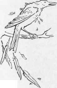 XLV The Sad Story Of The Beetle The Mouse And The  52