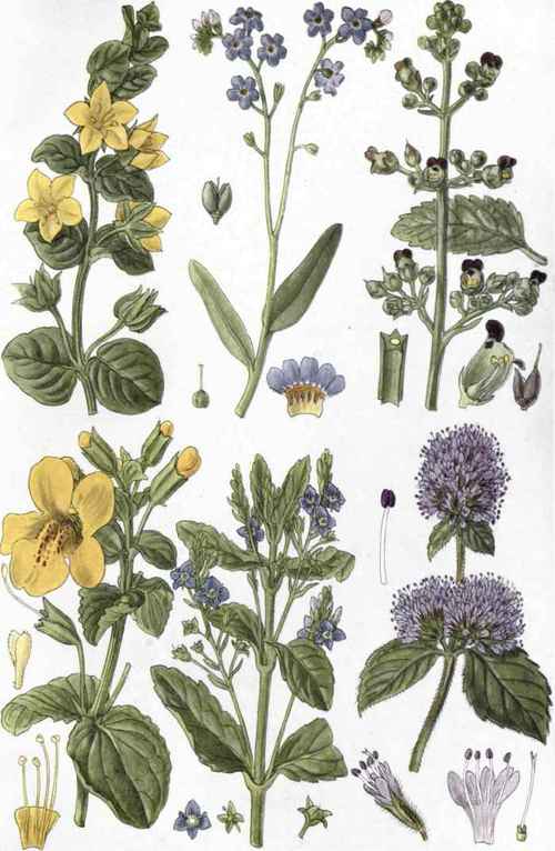 1. Moneywort (Lysimachia Nunimularia, L.). 2. Scorpion Grass (Myosotis scorpioides, L.). 3. Water Figwort (Scrophularia aquatica, L.). 4. Musk (Mimulus Langsdorffii, Donn.). 5. Brooklime (Veronica Beccabunga, L.). 6. Water Mint (Mentha aquatica, L.).