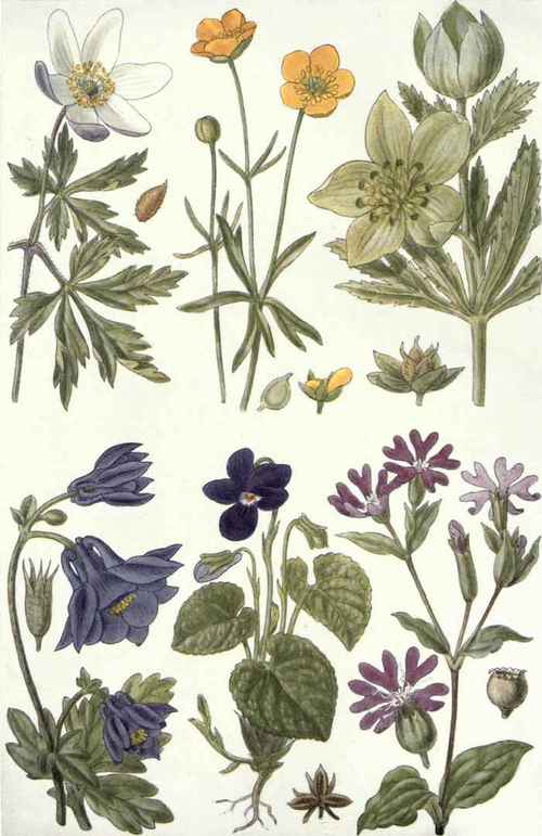 1. Wood Anemone (Anemone nemorosa, L.). 2. Goldielocks (Ranunculus auricomus, L.). 3. Green Hellebore (Helleborus viridis, L.). 4. Columbine (Aquilegia vulgaris, L.). 5. Sweet Violet (Viola odorata, L.). 6. Red Campion (Lychnis dioica, L.).