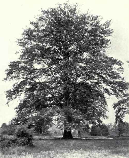 Beech (Fagus sylvatica, L.)