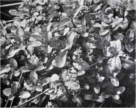 Brooklime (Veronica Beccabunga, L.)
