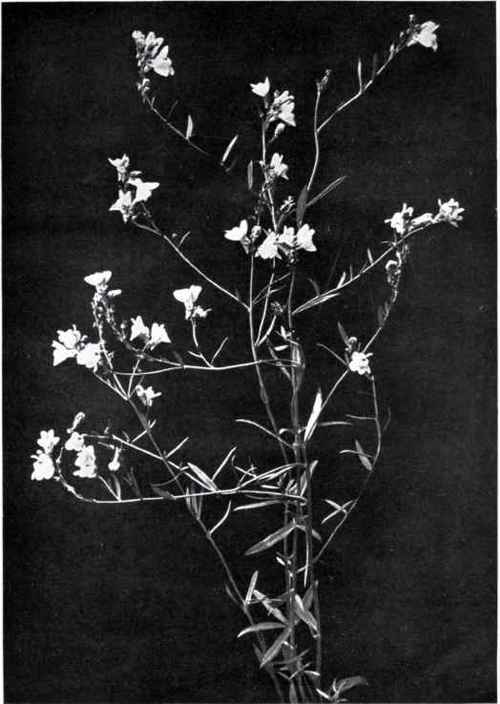 Creeping Toadflax (Linaria repens, Mill.)