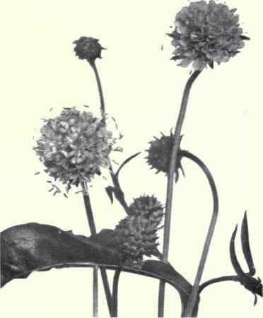 Devil's Bit Scabious