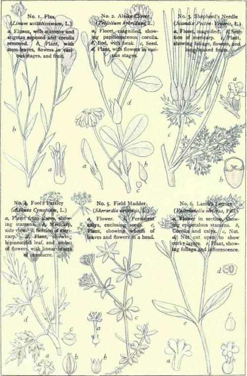 Flowers Of The Cornfields 1