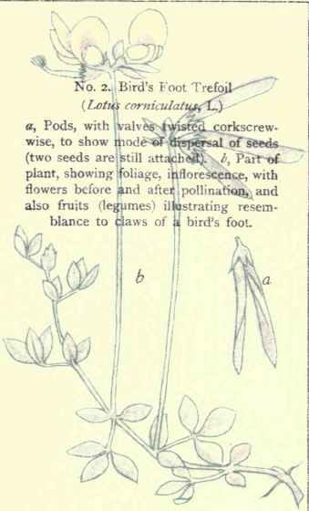 Flowers Of The Fields And Meadows Plate 2