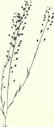 Gold of Pleasire (Camelina sativa, Crantz)