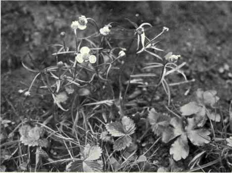 Goldielocks (Ranunculus auricomus, L.)