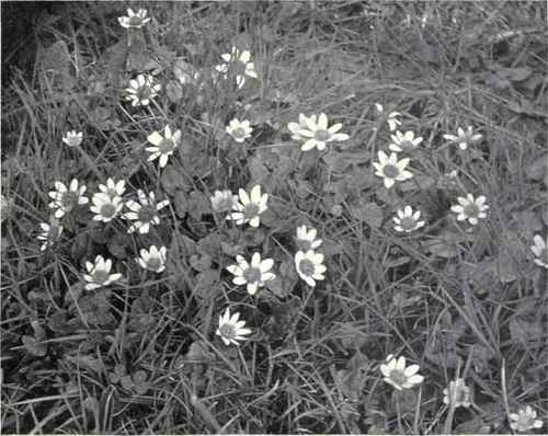 Lesser Celandine (Ranunculus Ficaria, L.)