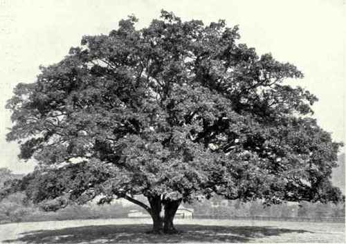 Oak (Quercus Robur, L.)