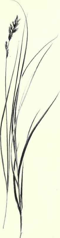 Sand Sedge