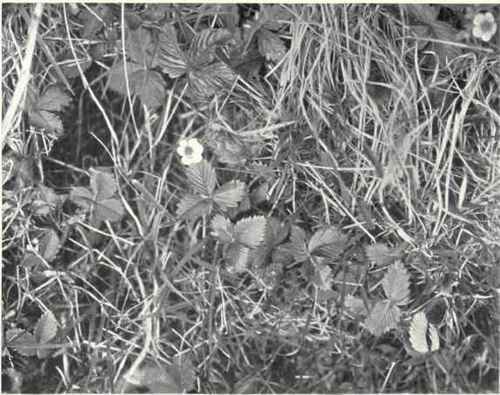 Wild Strawberry (Fragaria vesca, L.)