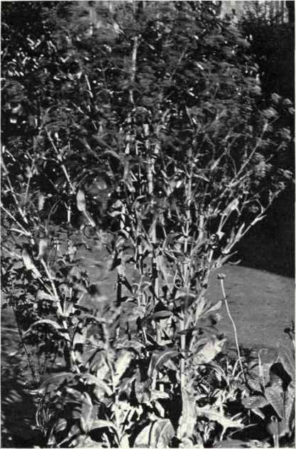 Woad (Isatis tinctoria, L.)