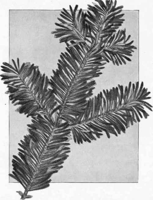 A spray of the balsam fir (Abies balsamea).