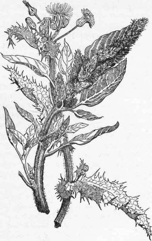 Amaranth and sow thistle (Amarantus retroflexus and Sonchus asper).