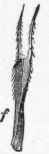 Bur marigold calyx, altered into prongs. (From Yearbook, Department of Agriculture, 1896).