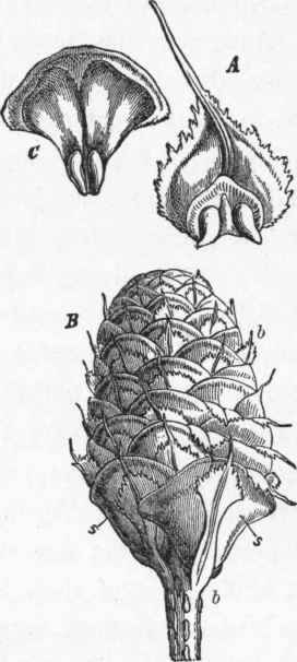 Common silver fir (Abies pectinata).