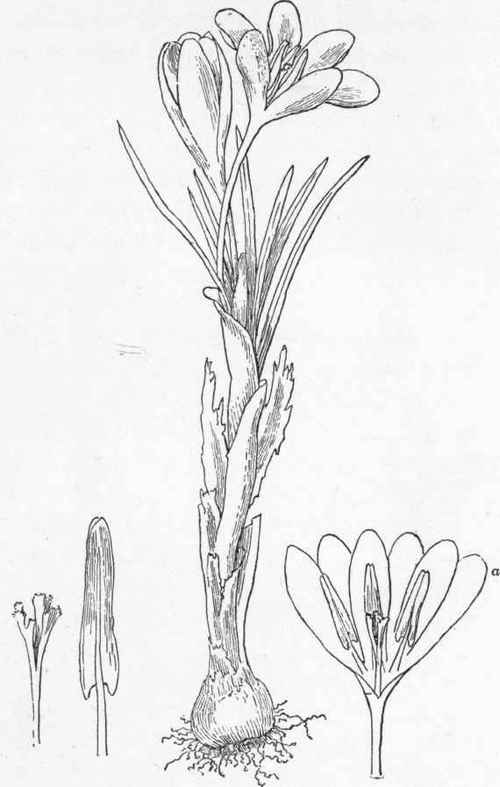Golden crocus (Crocus aureus).