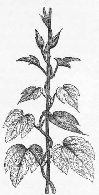 Hop vine (Humulus Lupulus). Twining with the sun.