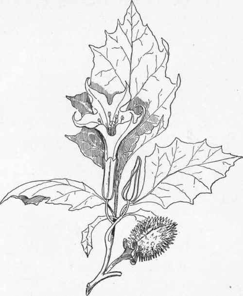 Jimson weed (Datura stramonium).