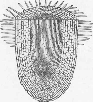 Lengthwise section of a root tip, showing root hairs.