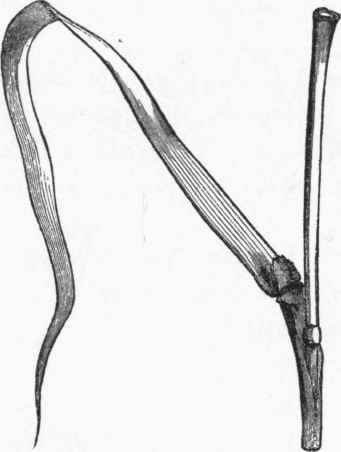 Ligula of millet grass.