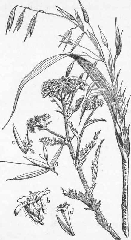 Oats and yarrow.