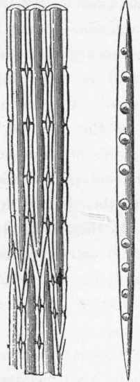 Tracheids of the fir tree. (Magnified).