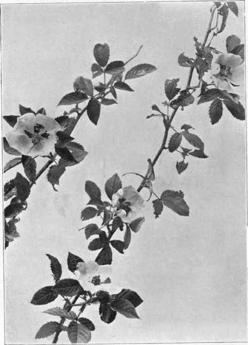 Wild roses.