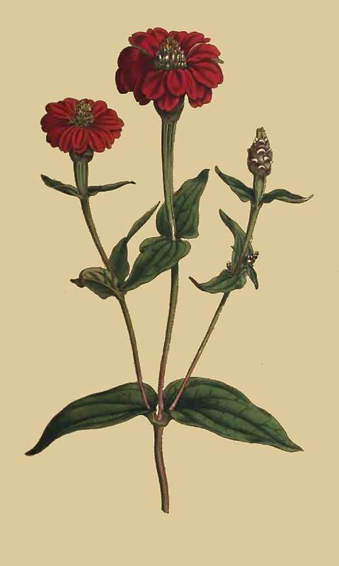 149 Zinnia Multiflora Many Flowered Zinnia 