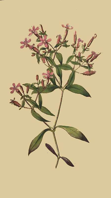 154 Saponaria Ocymoides Basil Soap Wort
