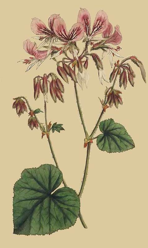 165 Pelargonium Cordifolium Heart Leaved Geranium 