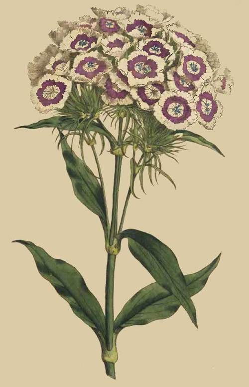 207 Dianthus Barbatus Bearded Pink Or Sweet Willia
