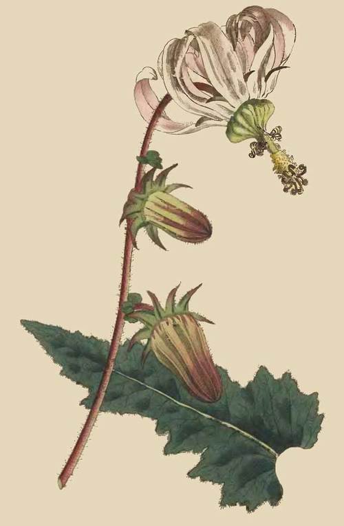 219 Michauxia Campanuloides Rough LeavED Michauxia