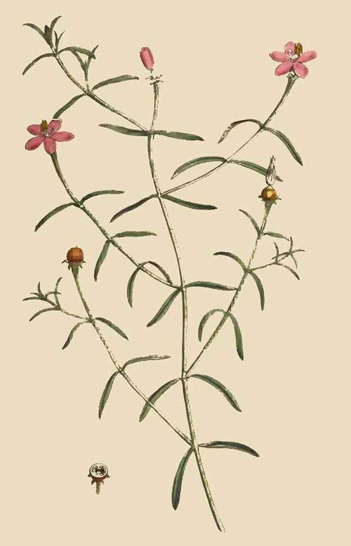 233 Chironia Baccifera Berry Bearing Chironia