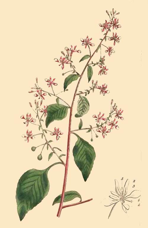 254 Lopezia Racemosa Mexican Lopezia