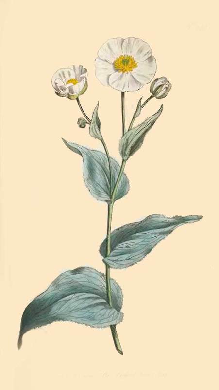 266 Ranunculus Amplexicaulis Plantain Leaved Crowf 