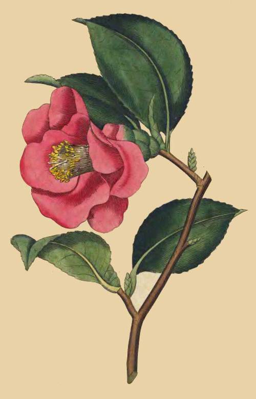 42 Camellia Japonica Rose Camellia