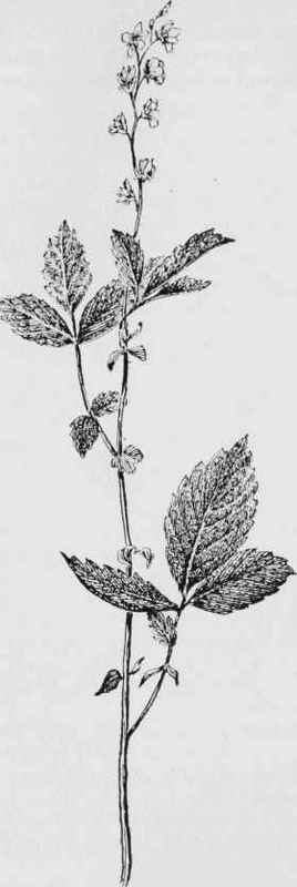 Agrimony (Agritnonia striata)