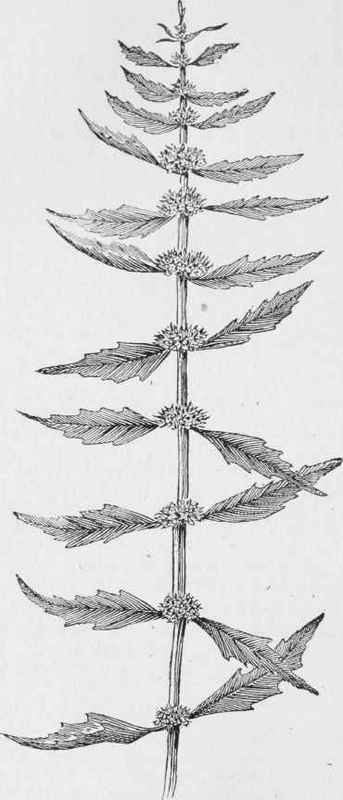 Bugle Weed (Lycopus virginicus) (See page 121)