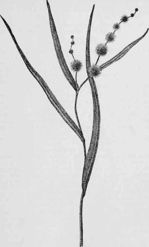 Bur reed (Spargantum simplex)