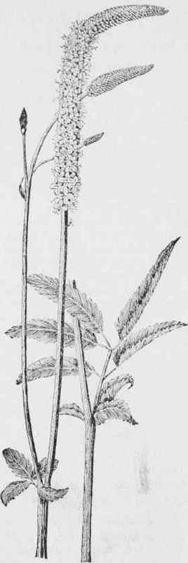 Canadian burnet (Sanguisorba canadensis)