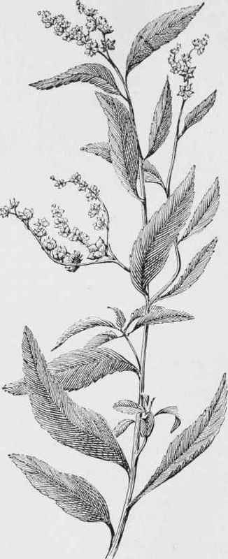 Ditch stonecrop in fruit (Penthorum sedoides)