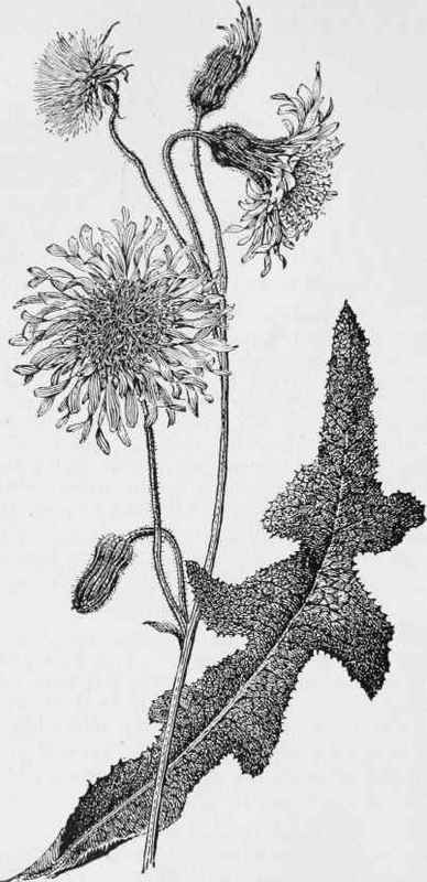 Hawkbit. fall dandelion. (Leontodon autumnalis)