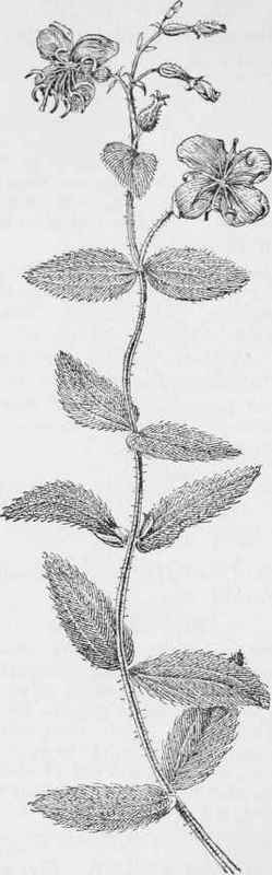 Meadow Beauty. Deergrass. (Rhexia virginica)
