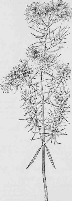 Mountain Mint. Basil. (Pycnanthemum virginianum)