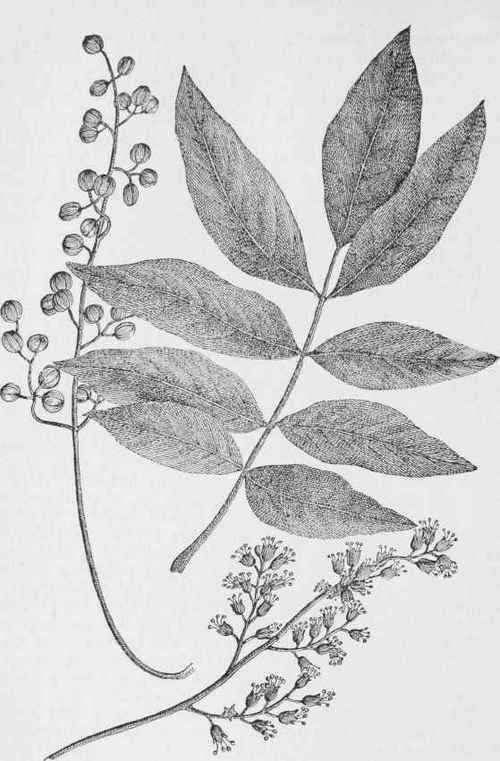 Poison dogwood poison sumach. (Rhus Vernix)