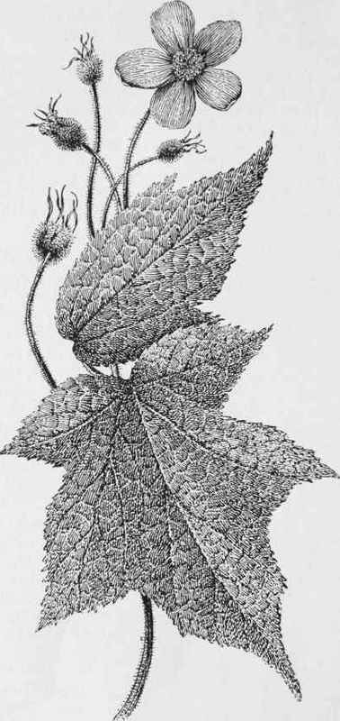 Purple Flowering Raspberry (Rubus odoratus)