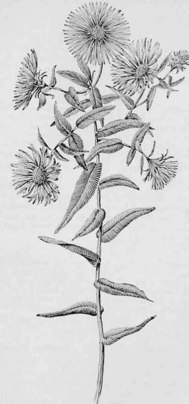 Purple Stem Aster (Aster puniceus)